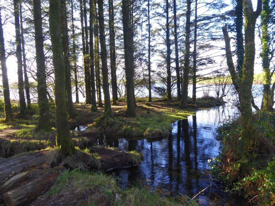 Siblyback Lake in the woods