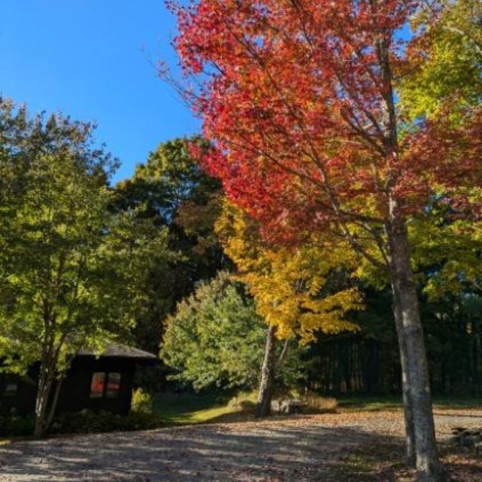 Fall Foliage
