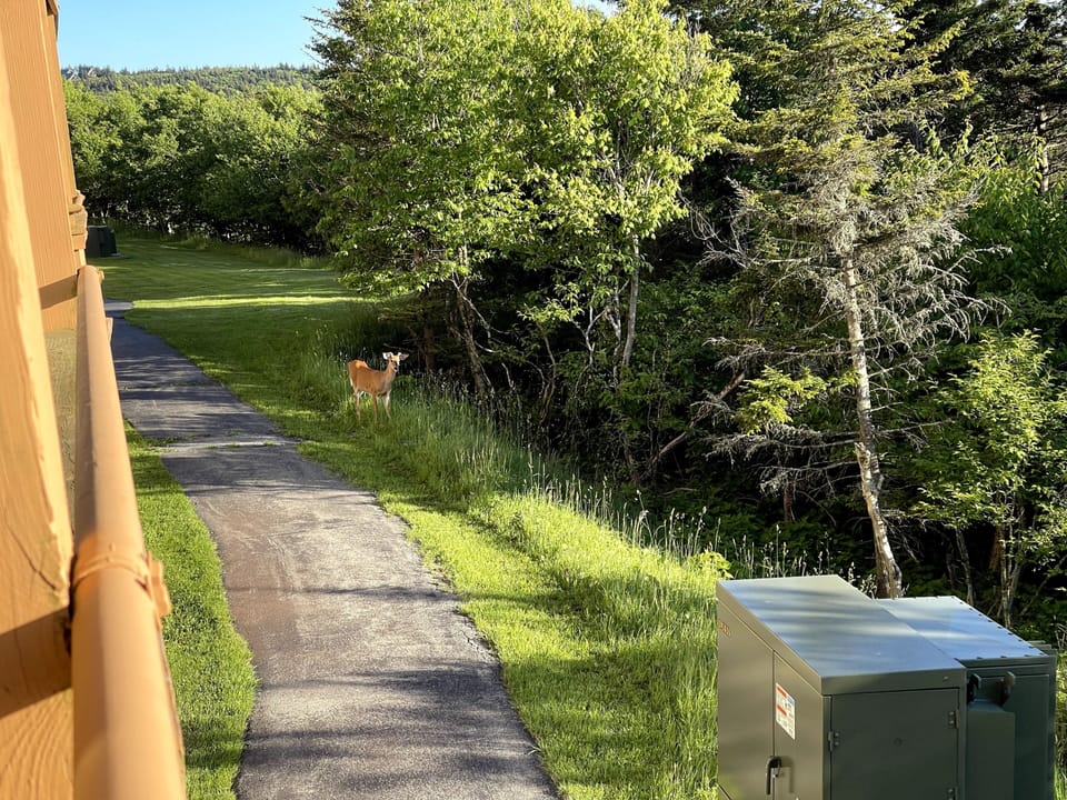 Deer (view from Deck, summer 2021)