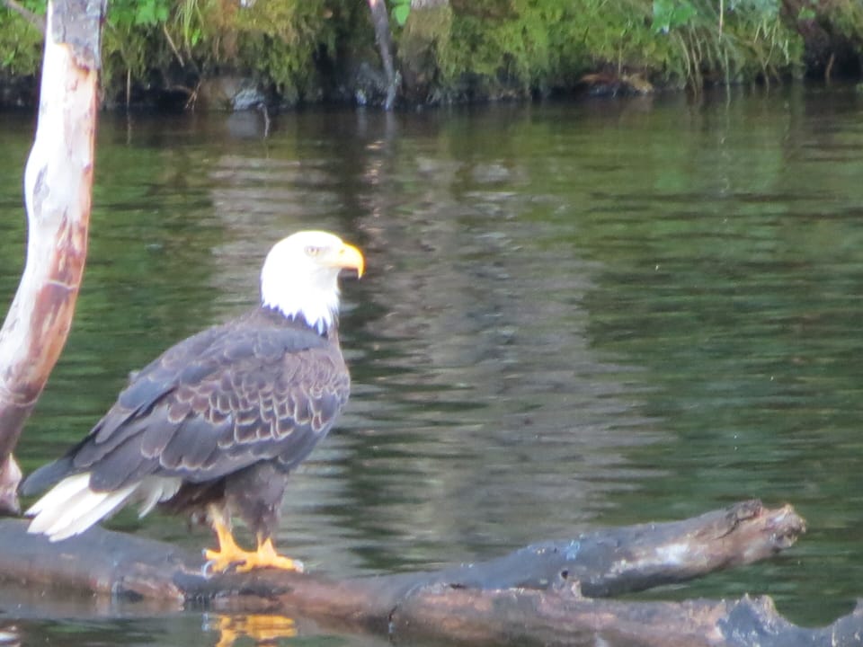 Eagles on Every Lake
