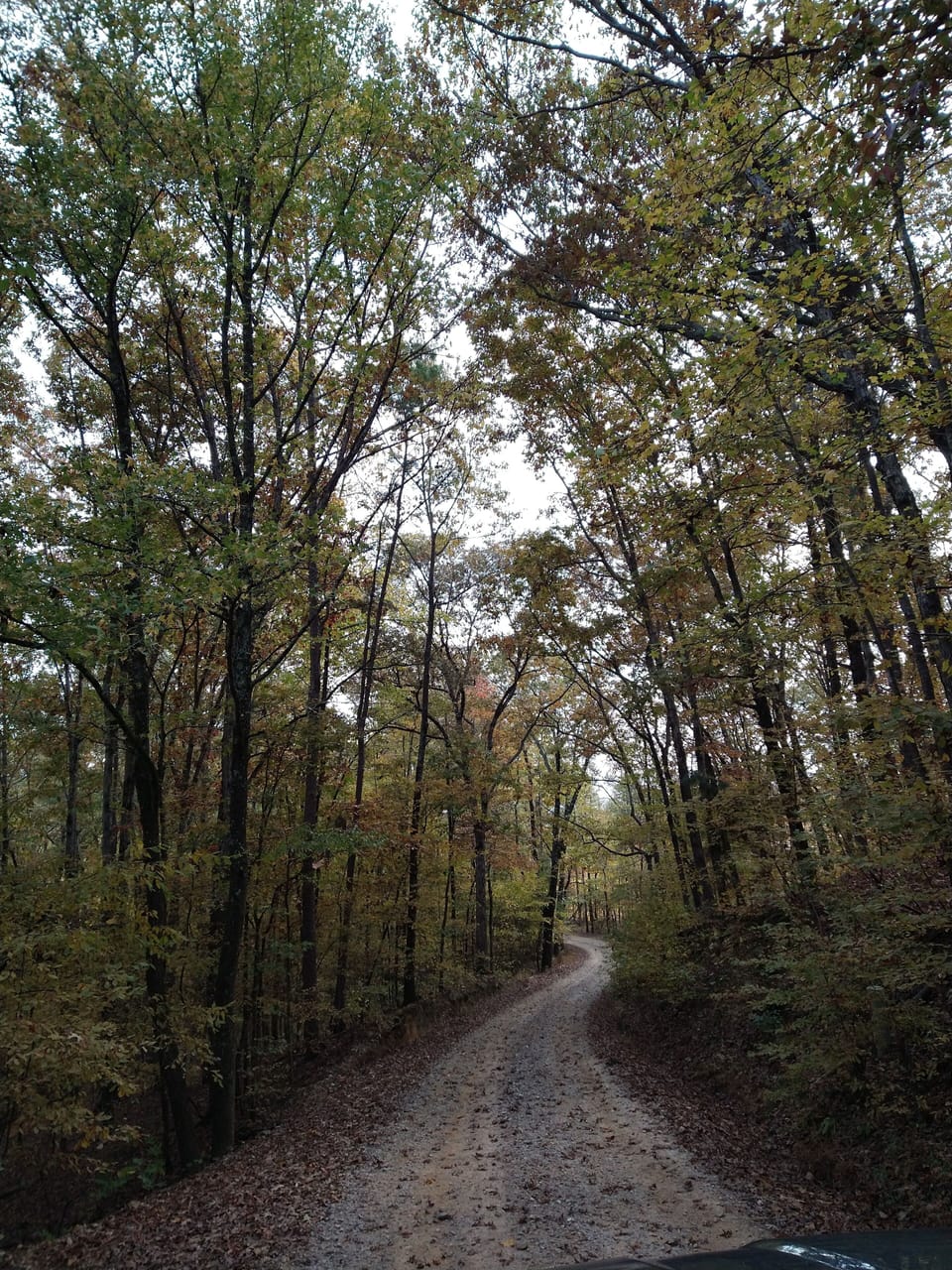 Quiet Drive + Wooded Trails
