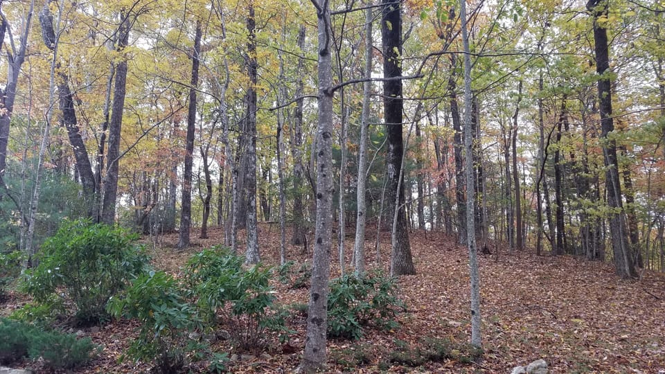 in front of the house