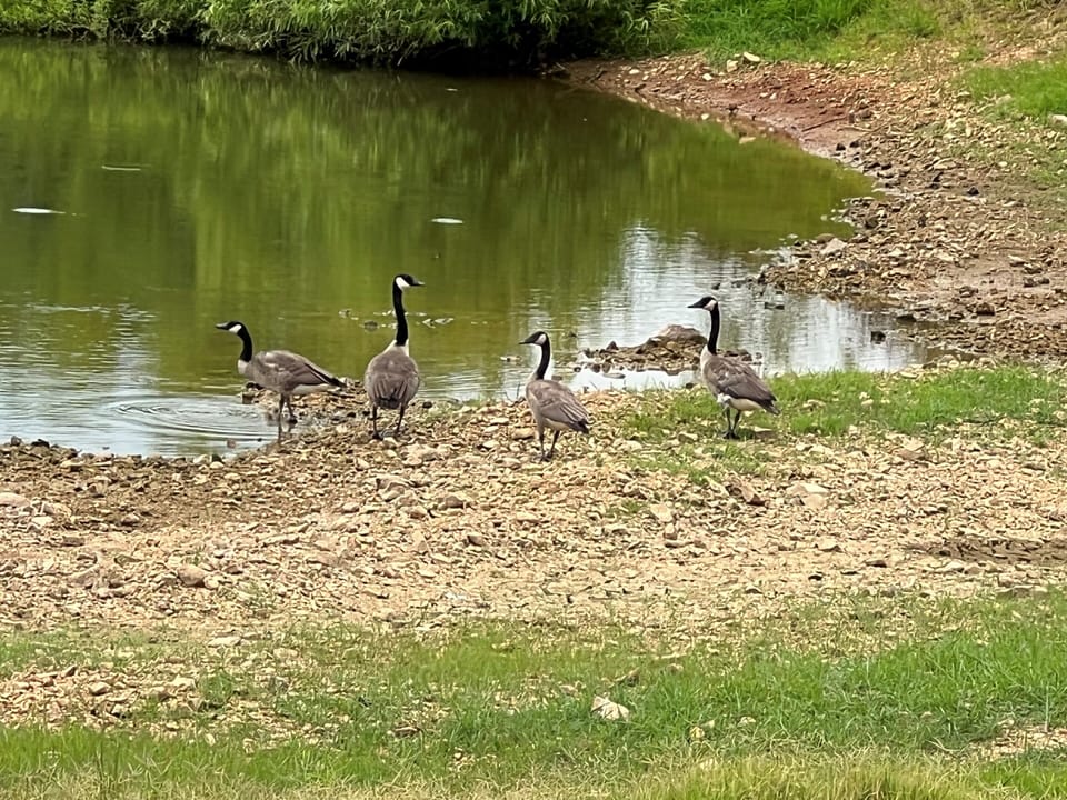 Geese on the pond!