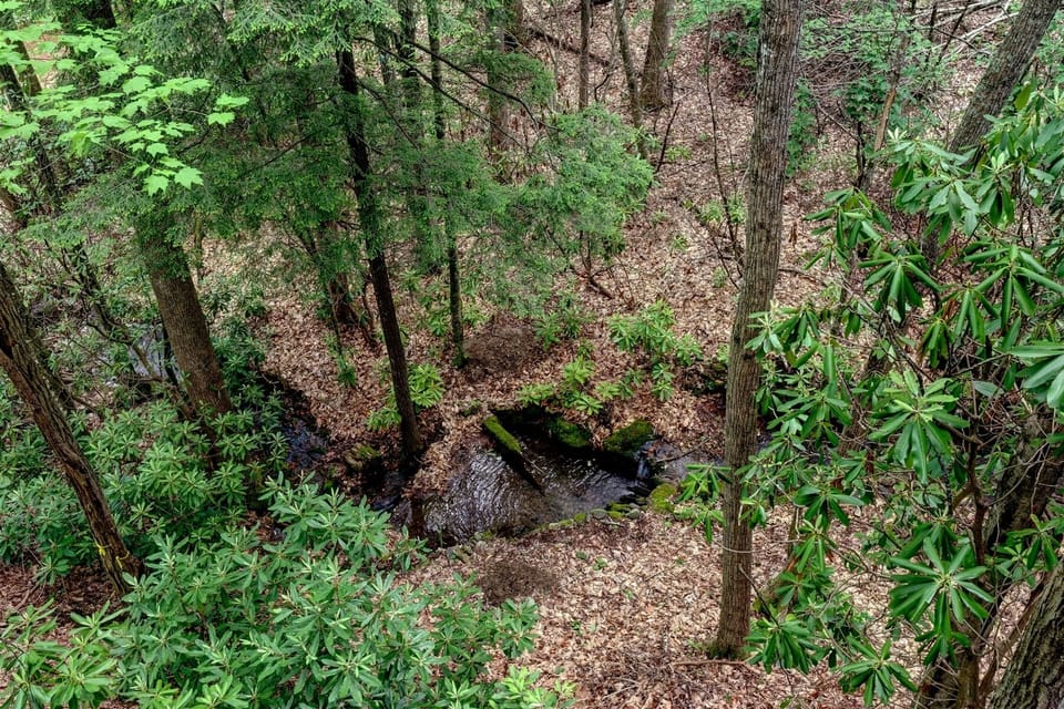 Creek Below the house