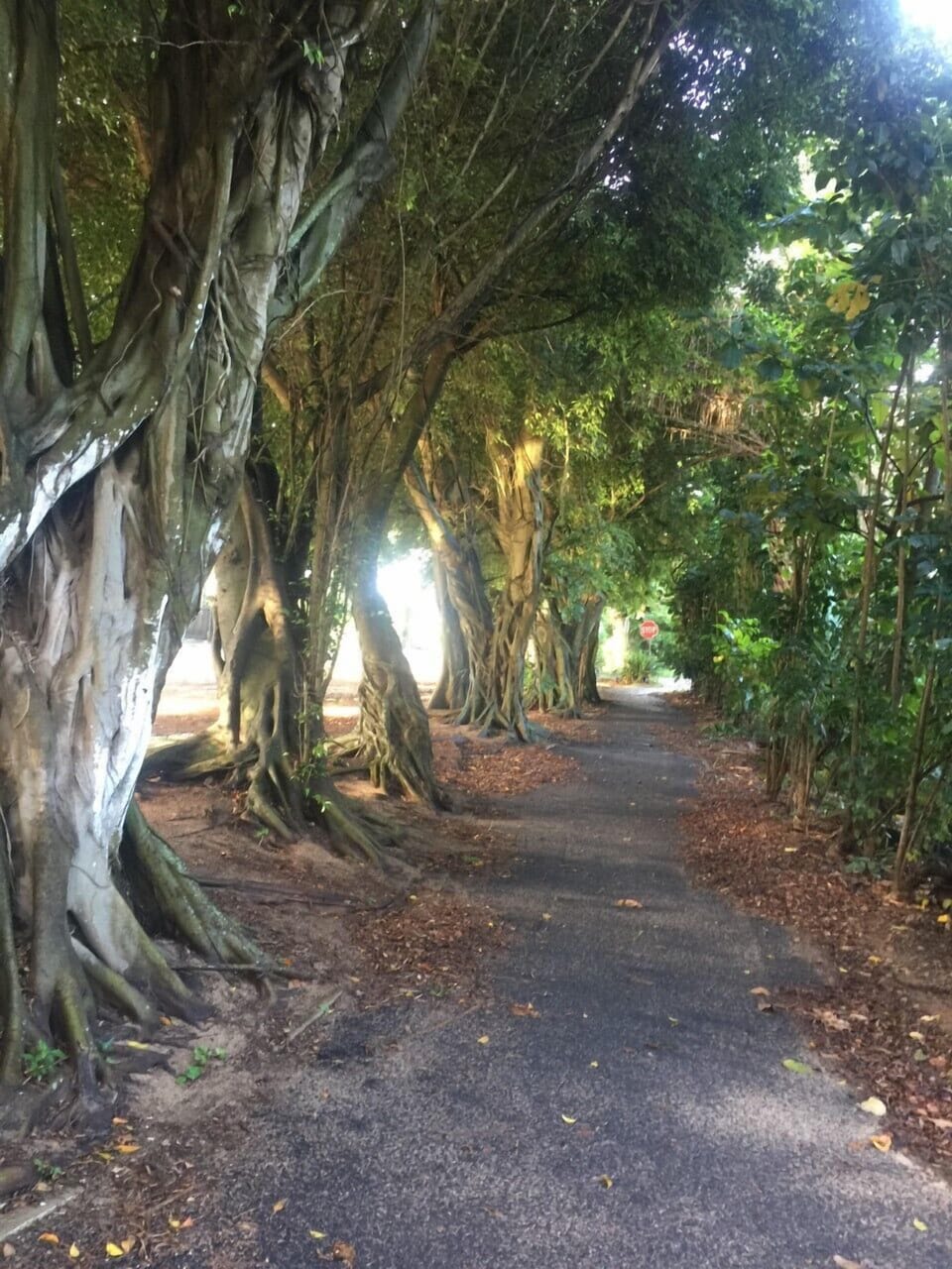 Bike path - runs from sharks cove to sunset beach