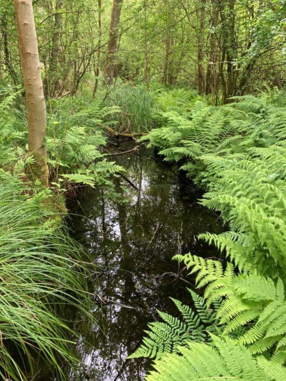 Beautiful walks at nearby Shapwick Heath nature reserve