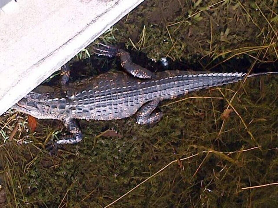Some of the neighbors in the pond by the pool. :) 