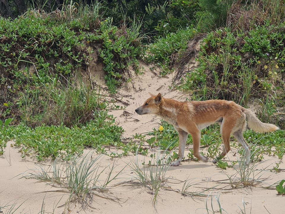 Always stay within arm's reach of children. Be Dingo safe! 