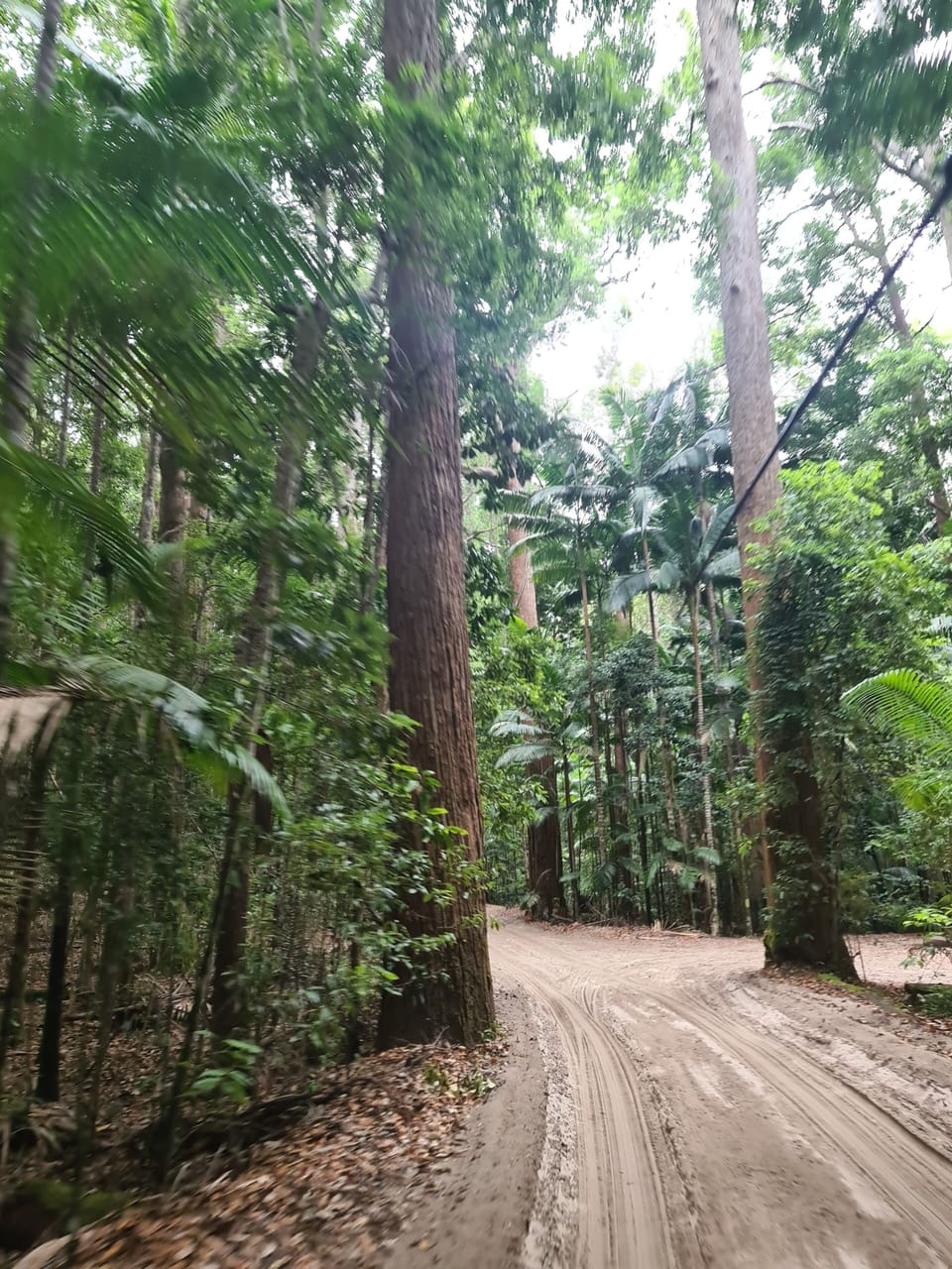 Where Rainforests grow from Sand! 