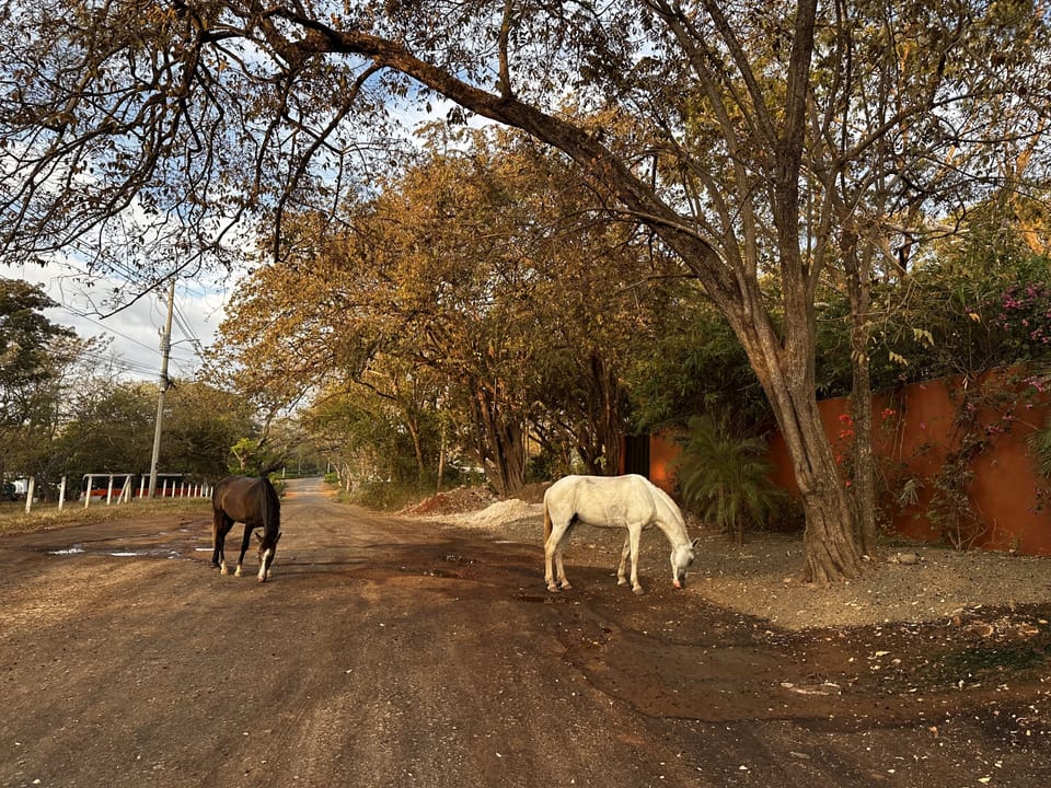 Sundays they sometimes take themselves out for a walk 