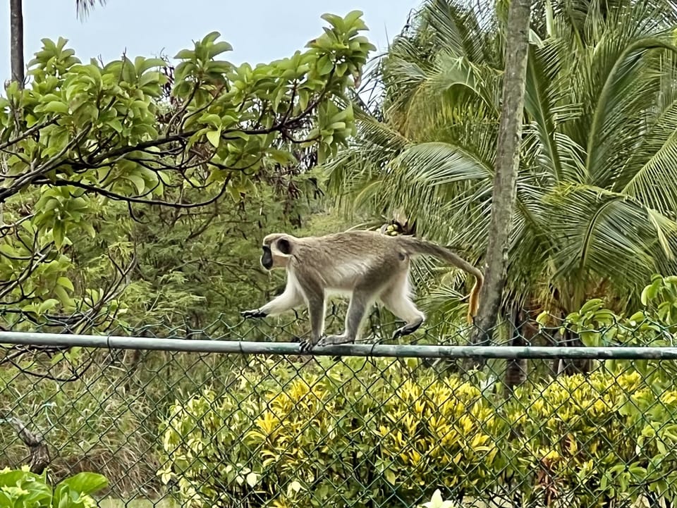Visiting green monkey spotted from the villa’s veranda 