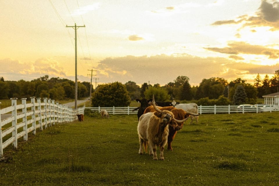 Pasture views to the west of the house
