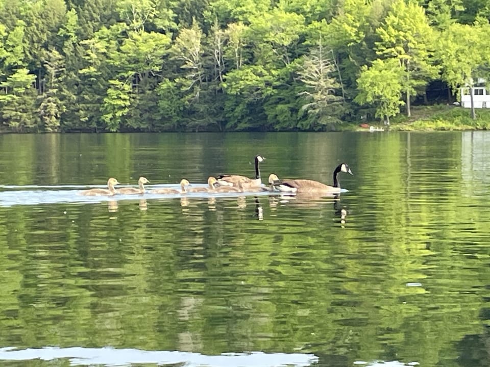 The majestic Canadian goose.