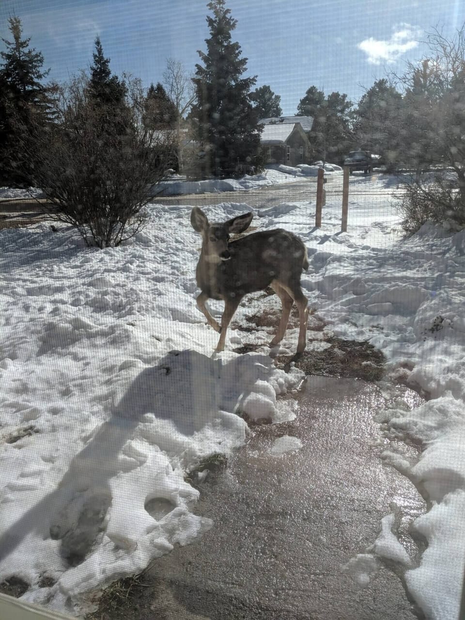 Deer right out the front door!