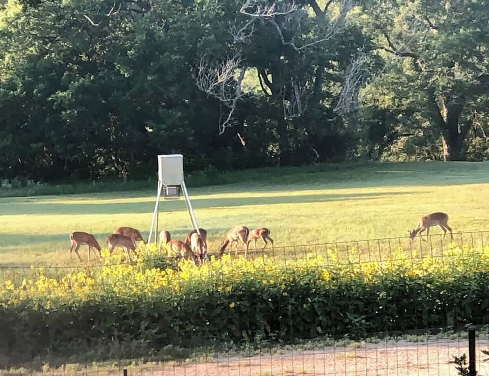 Watch the deer feed from the patio over your morning coffee and again in the evening. 