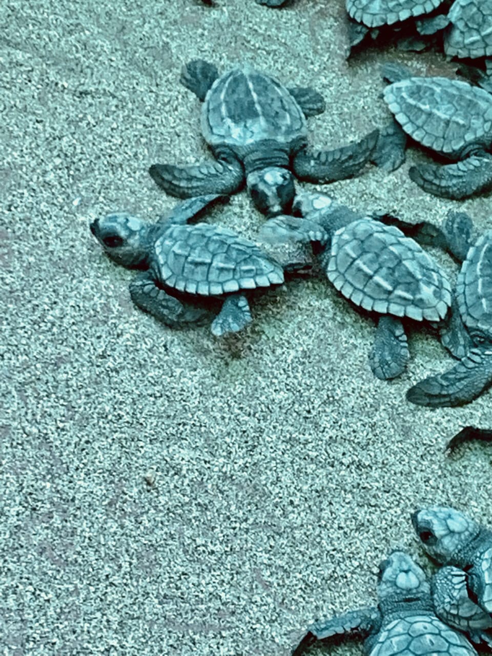 Sanctuary for the Ridley turtles! They protect over 100,000 a year!