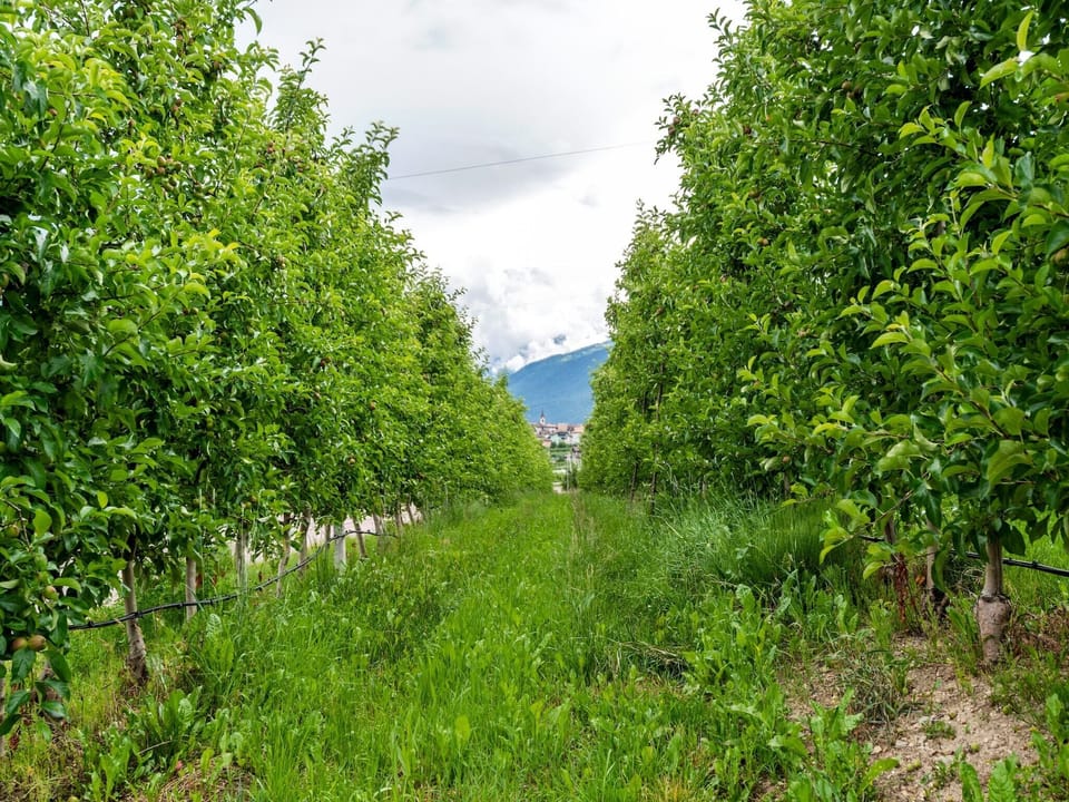 View from Holiday Home [summer]