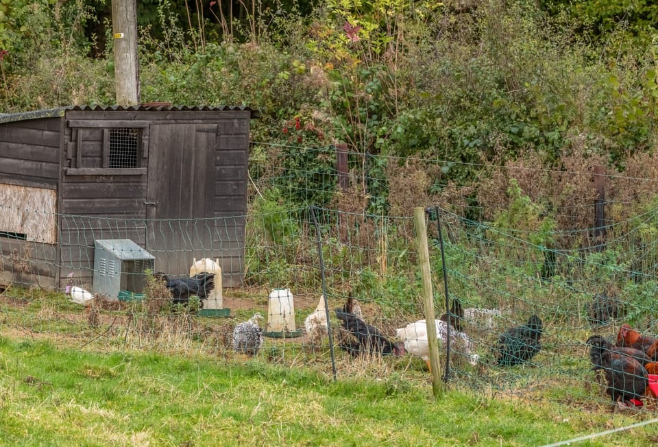 Plenty of farmyard animals to see
