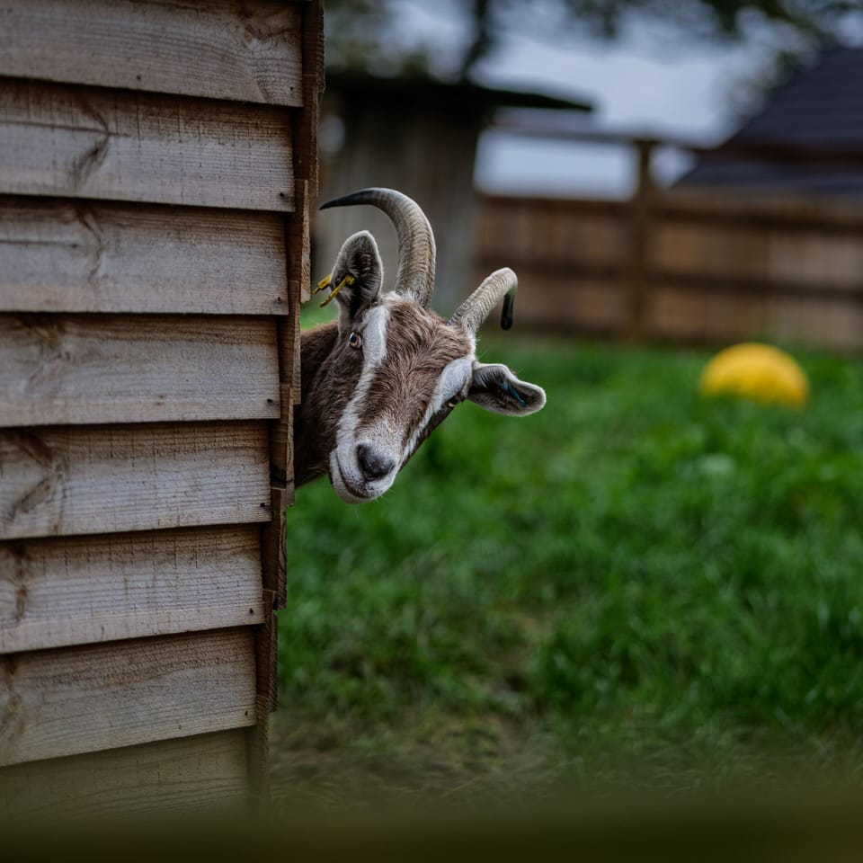 Book onto our animal tours