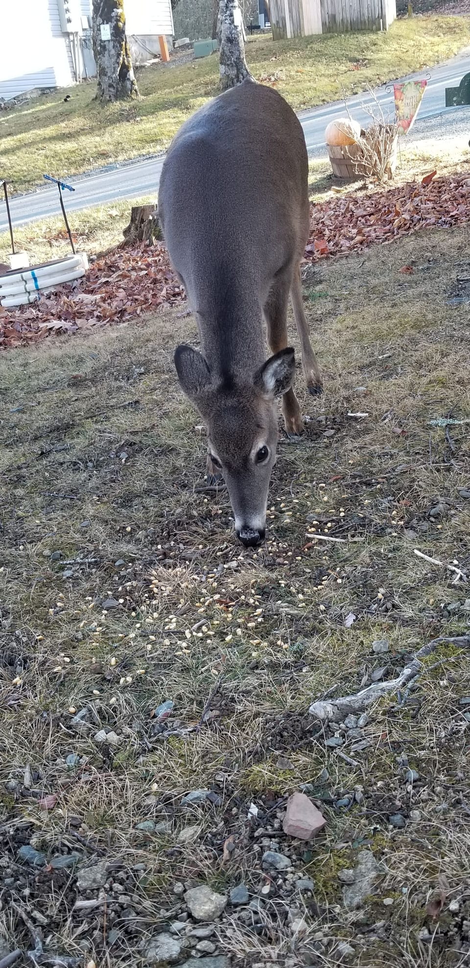 Deer roam the neighborhood