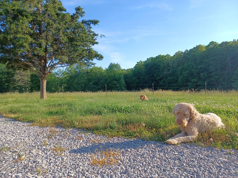 May evening view across drive and pasture to the southwest.
