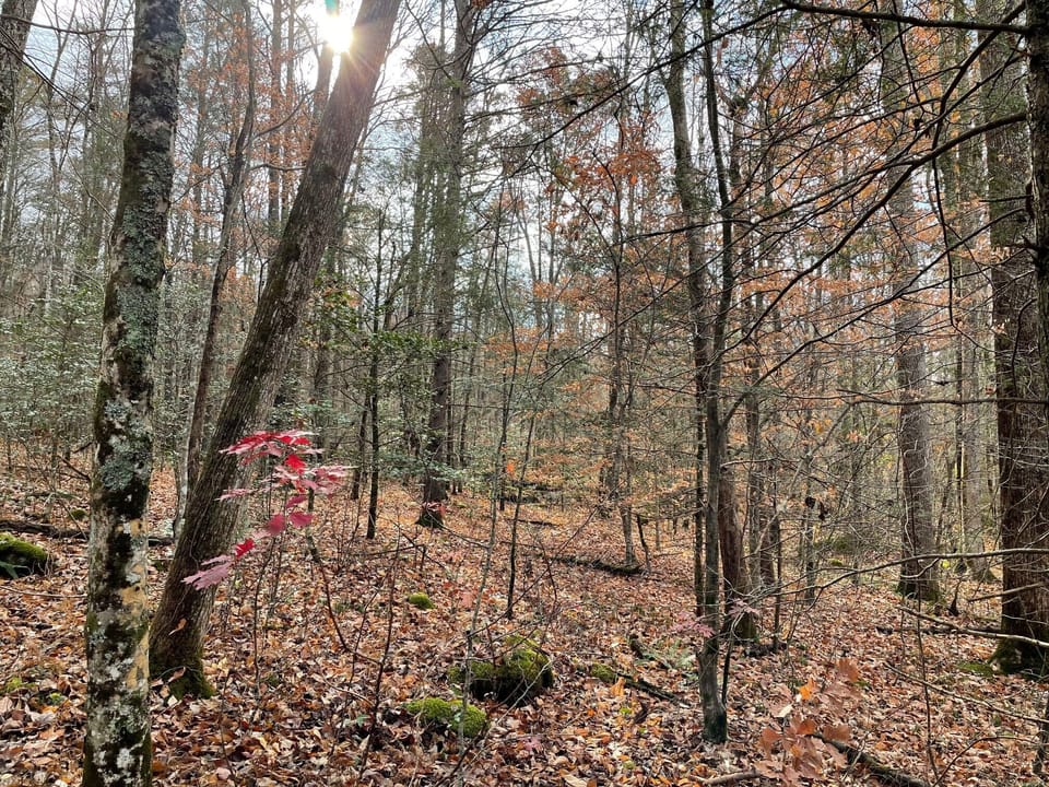 Forest out your back door