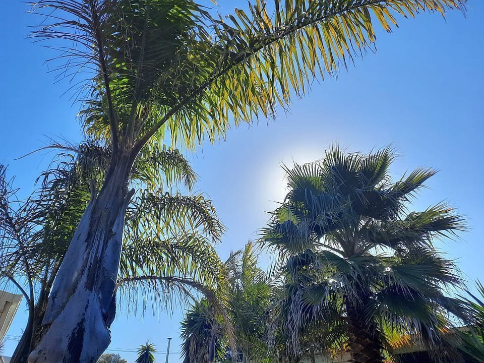 Palm trees