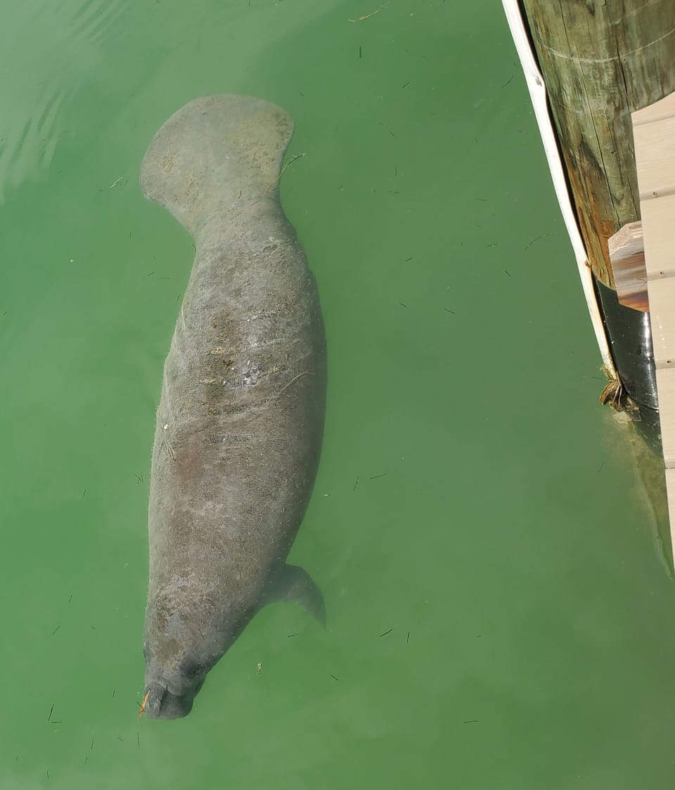 Manatee right off the dock! ❤️