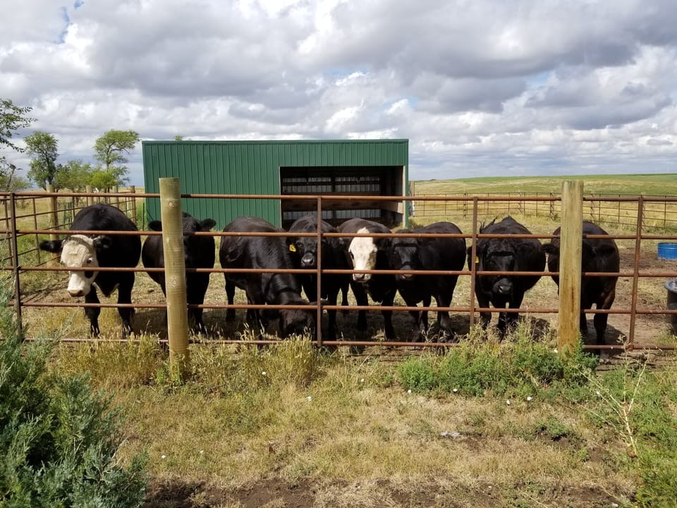 Corral for your horses with auto waterer, chute and shelter for additional fee.