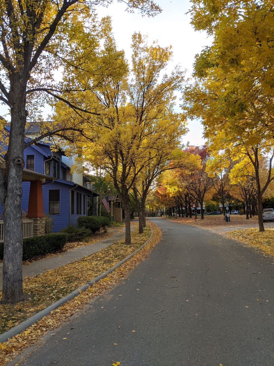 Foliage is outstanding throughout the neighborhood each Fall.