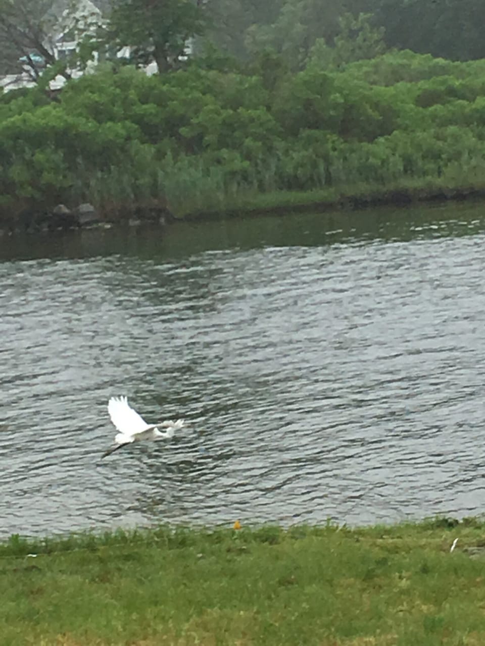 egrets, herons, ducks, geese, swans and even deer in marsh across the river!