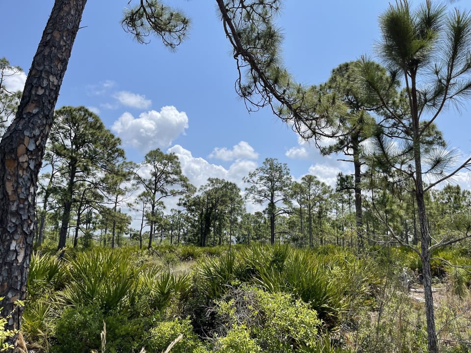 SWFL Conservancy Preserve in front of the house. Protected area no buildings.