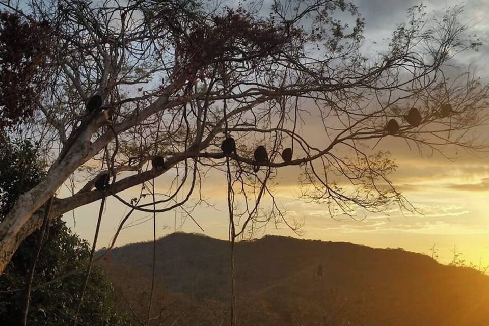 Watch Sunrise with the Monkeys