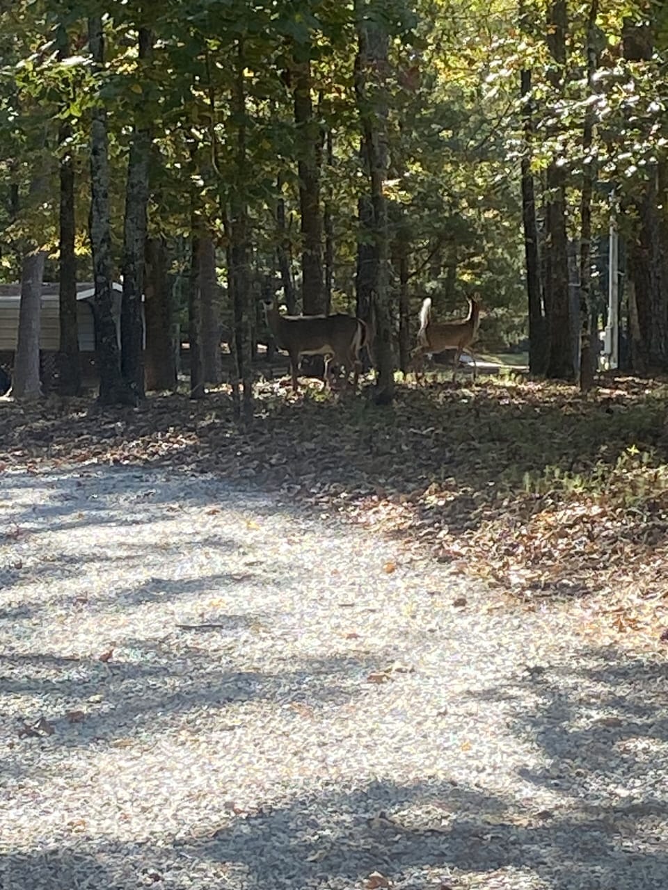 Wildlife everywhere
