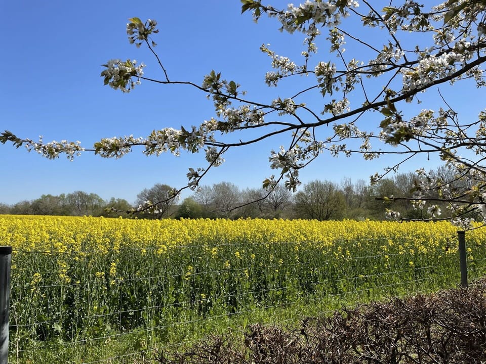 Sky, Plant, Natural Landscape, Flower, Grass, Flowering Plant, Landscape, Grassland, Agriculture