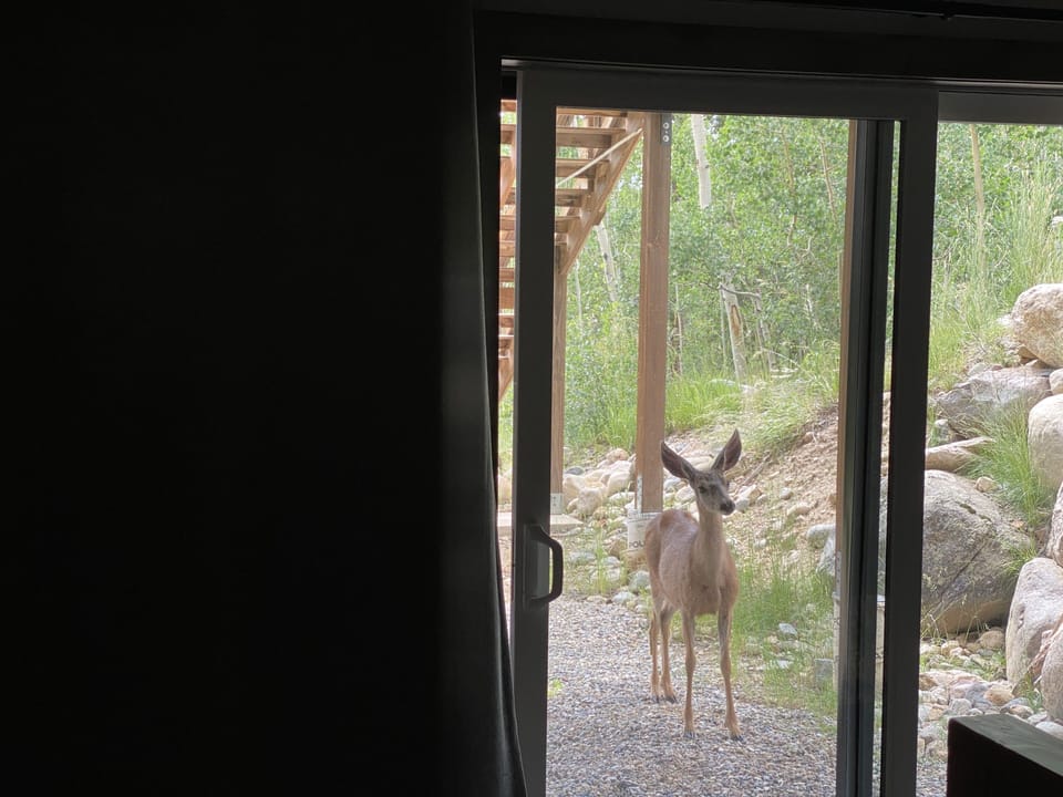 Small deer checking us out
