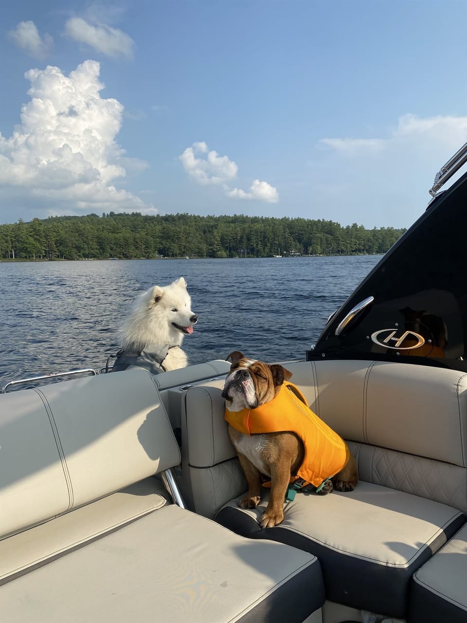 Pet Friendly Property