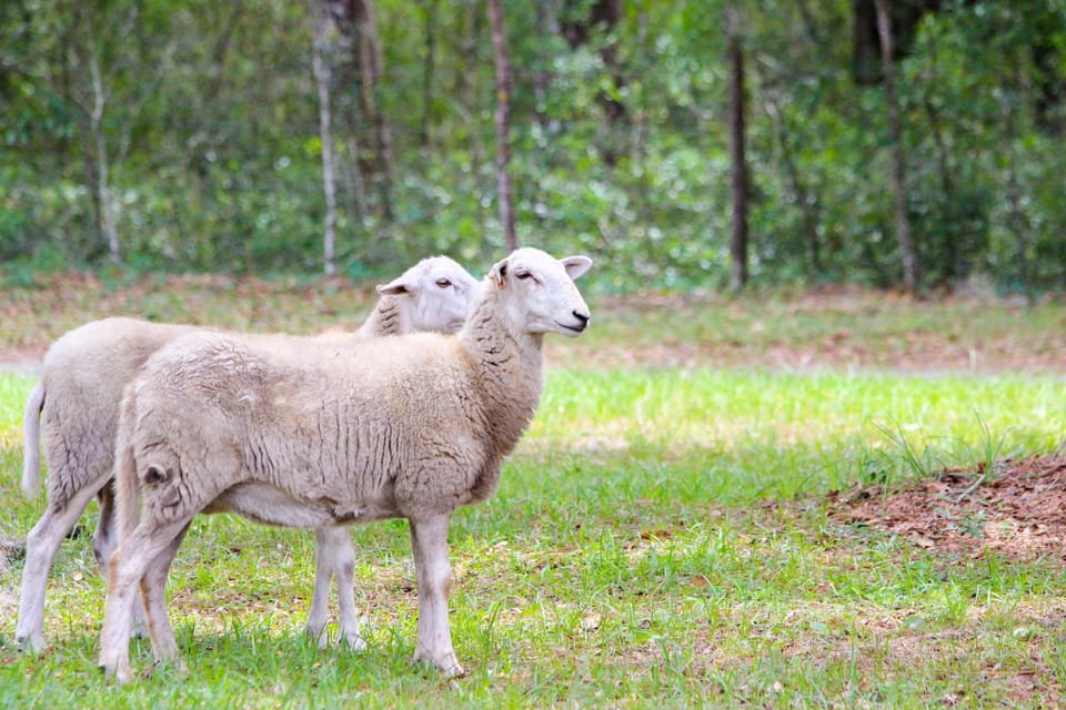 We raise katahdin sheep on our farm.