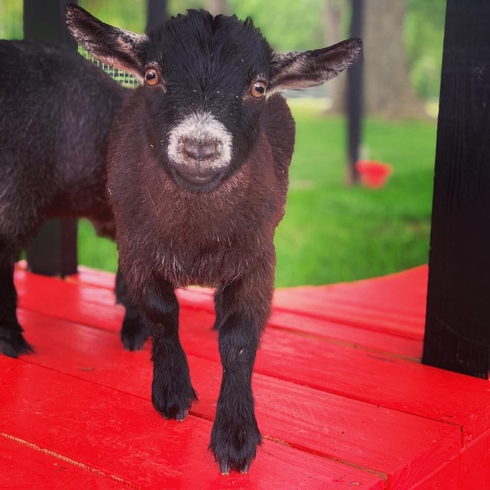 Josey Wales the Pygmy Goat