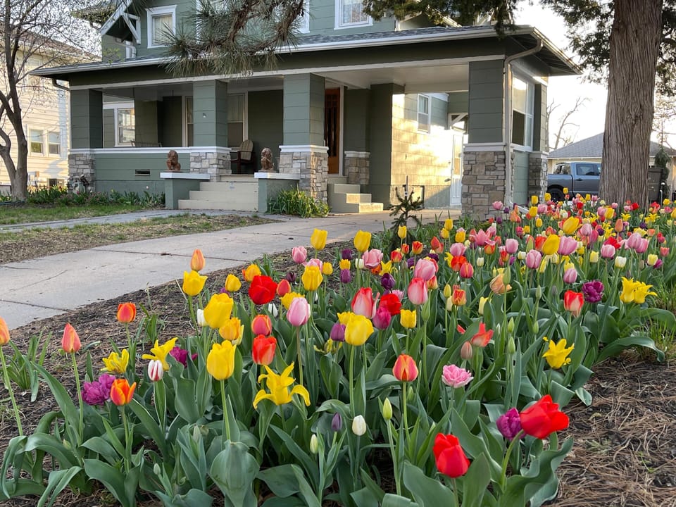 Tulips in the spring
