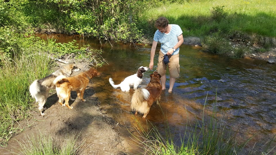 Pet-friendly