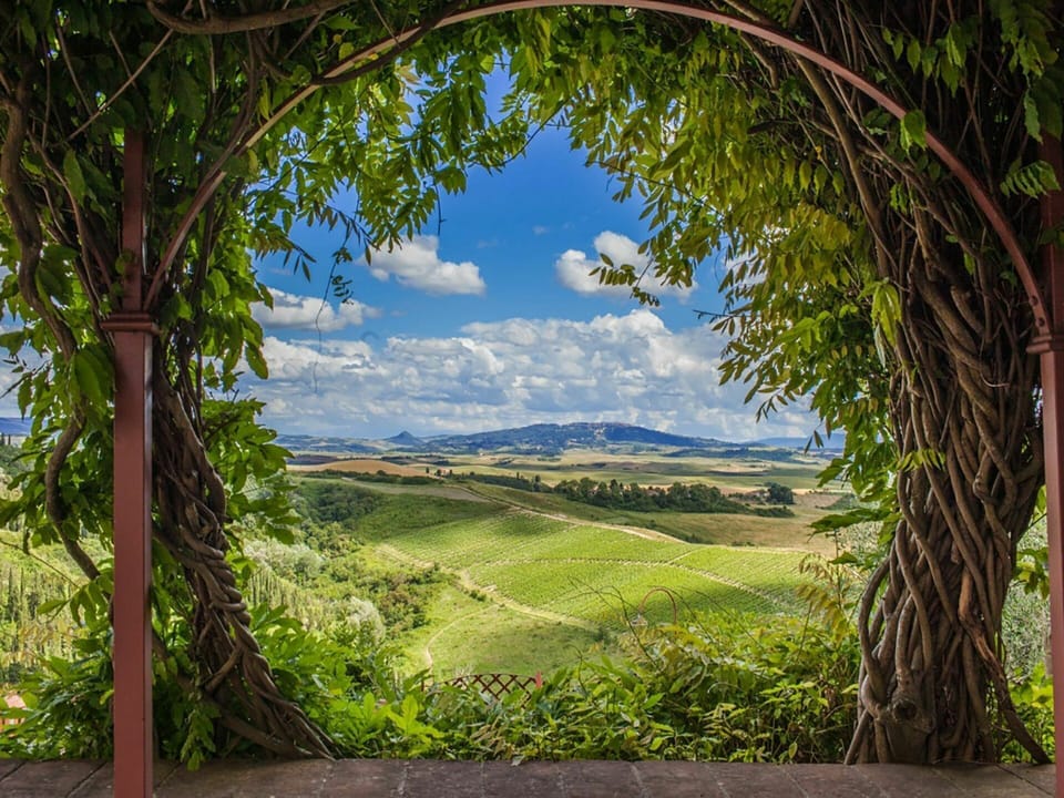 Sky, Plant, Cloud, Nature, Azure, Botany, Branch, Natural Landscape, Wood, Vegetation