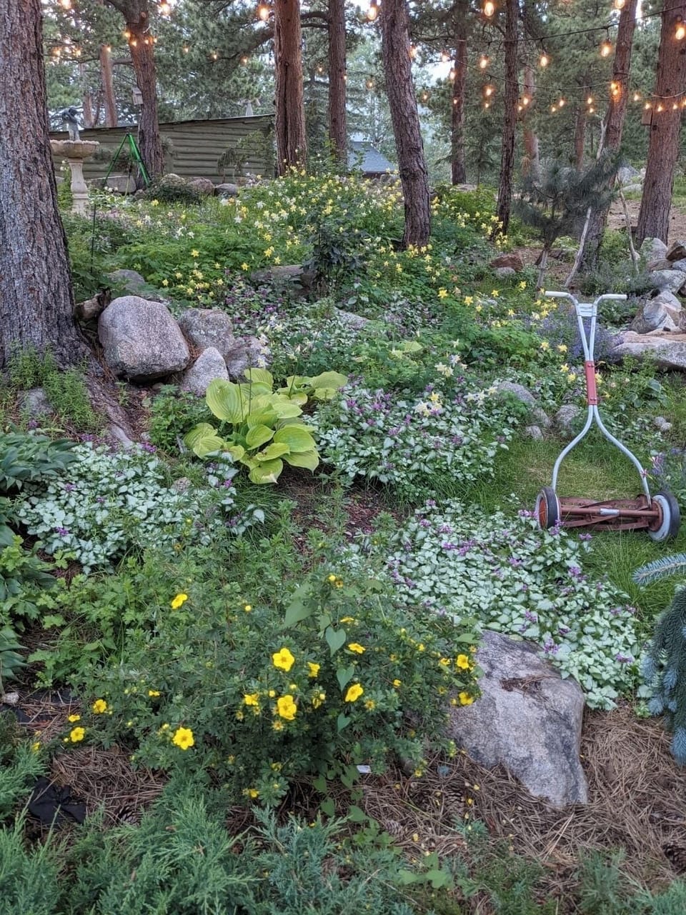 Wildflower garden. 
