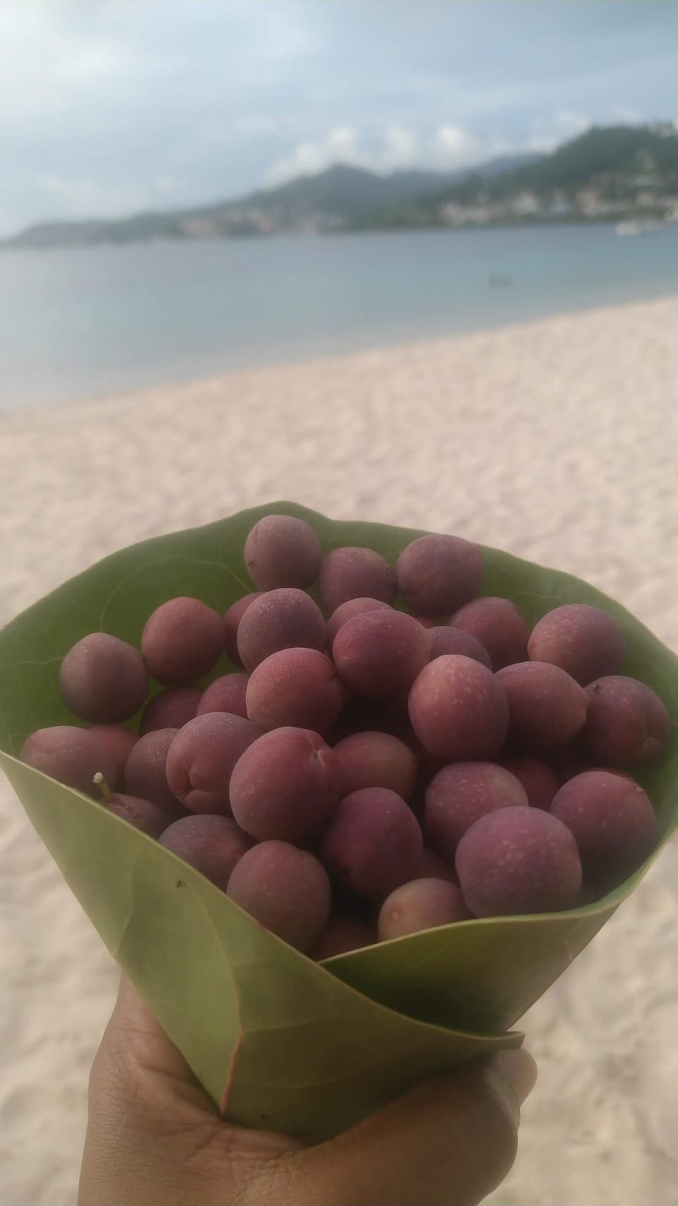 Sea Grapes