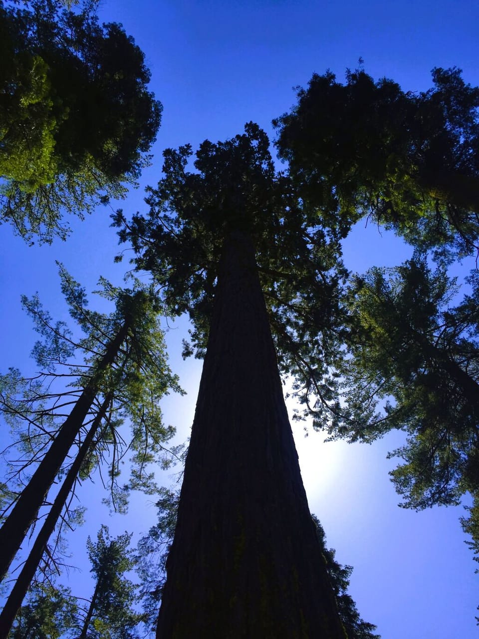 Giganteum: There are big trees, and then there are The Calaveras Big Trees.