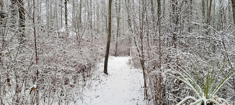 Path leading to the yurt