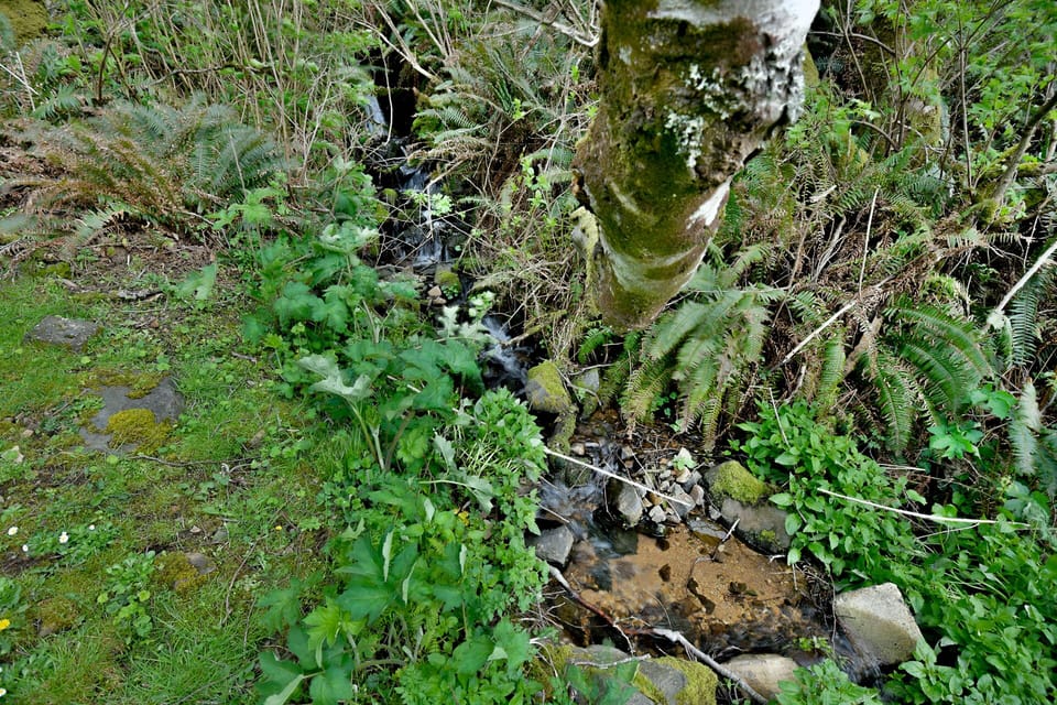Lush green forest surrounds the babbling creek
