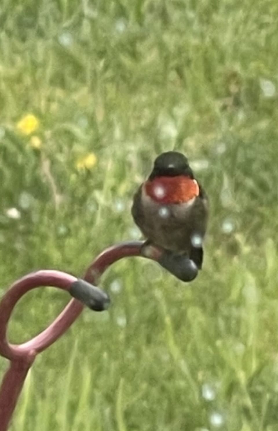 Lots of nature found around the property…bird watching paradise 
