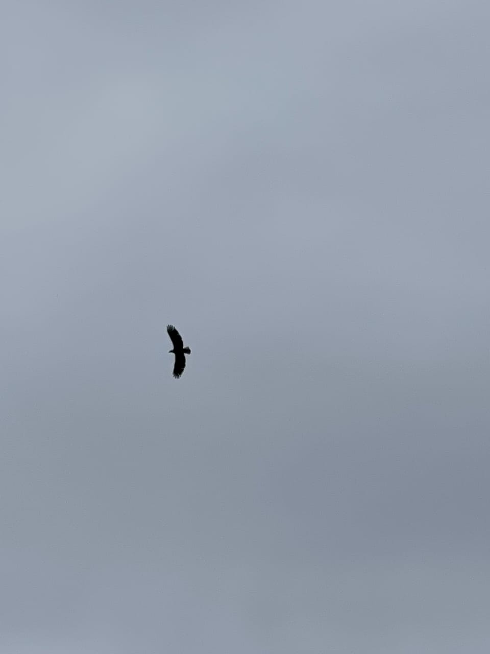 1 of 3 Eagles around Lake This one was chasing a Loon who dove to safty