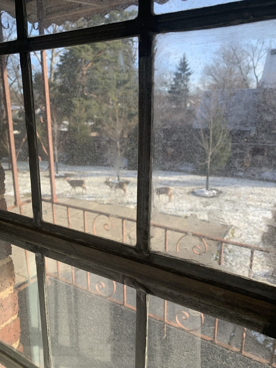 Our back yard often looks like Yellowstone national park